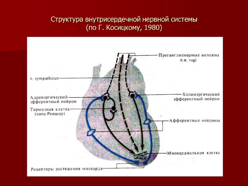 Структура внутрисердечной нервной системы  (по Г. Косицкому, 1980)